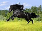 cheval